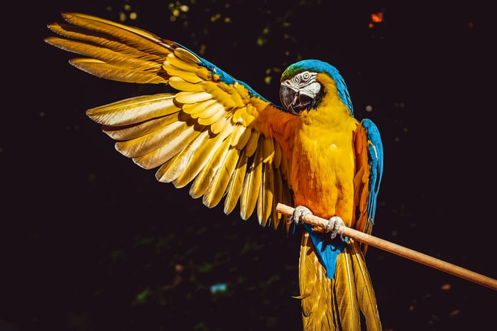 Blue and yellow macaw perched on a branch