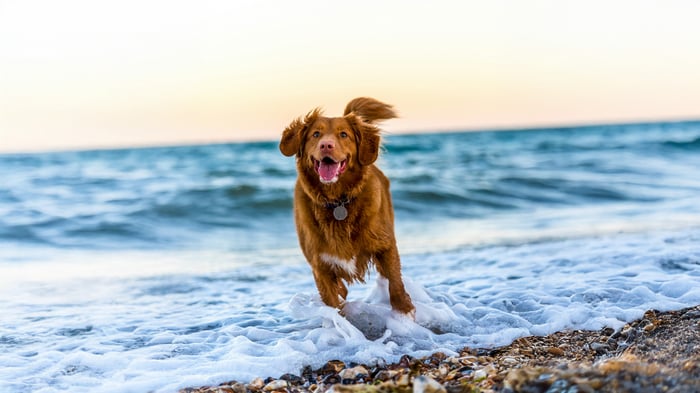 Nova Scotia Duck Tolling Retriever running in the ocean