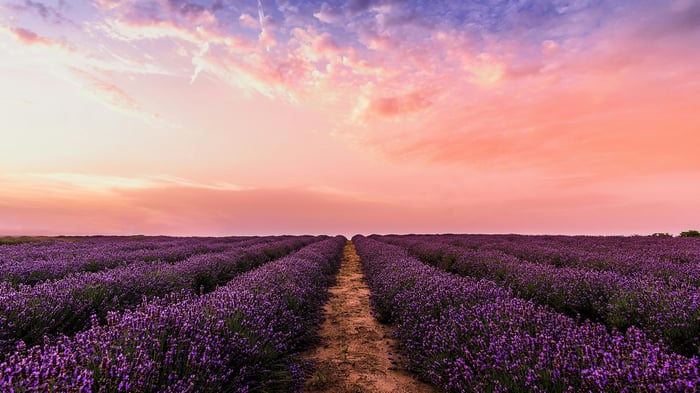 Lavender Fields at Sunset