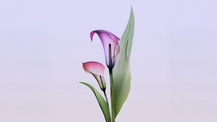 Two Calla Lilies with a Leaf