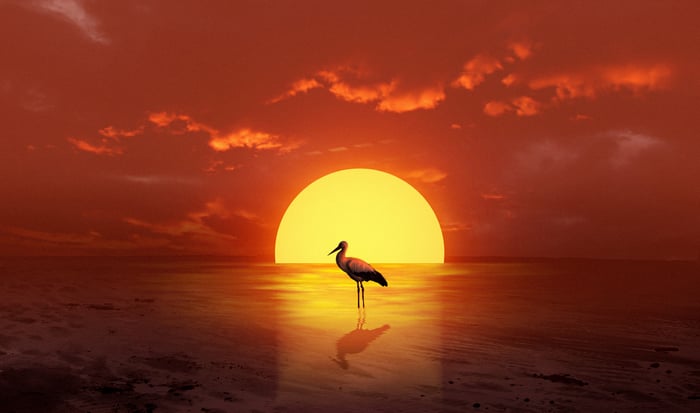 Bird silhouette at sunset over the ocean