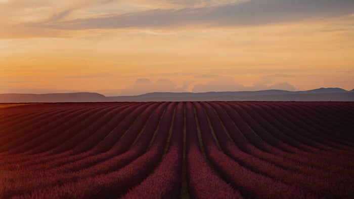 Lavender field at sunset with rolling hills