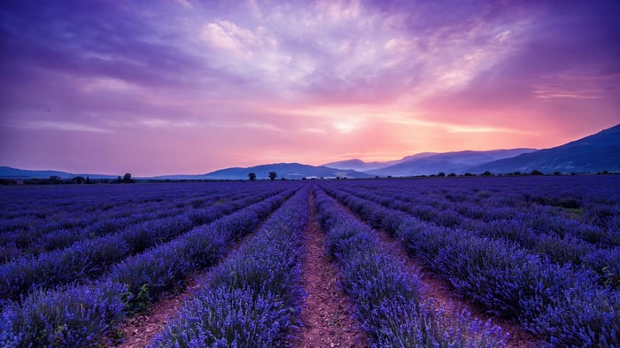 Lavender field at sunset with mountains