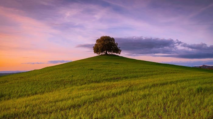 Lone tree on a grassy hill at sunset
