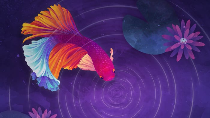 Colorful Betta Fish in Purple Water with Lotus Flowers 4K