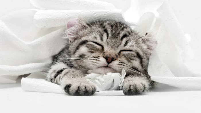 Kitten sleeping wrapped in white material