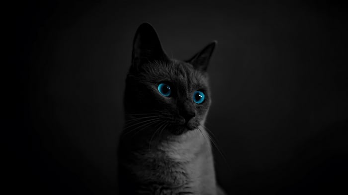 Cat with Blue Eyes 4K