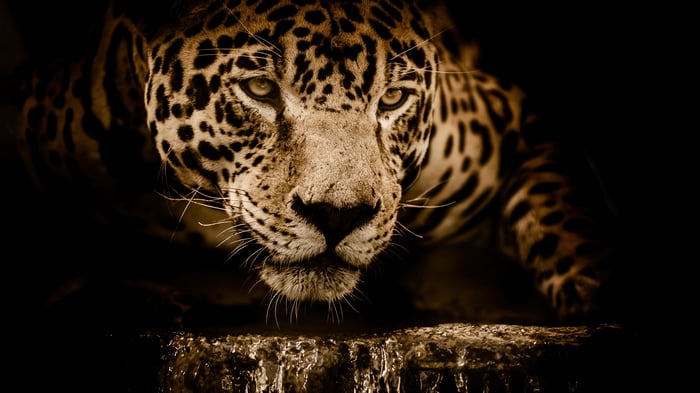 Jaguar drinking water in sepia tone 4K