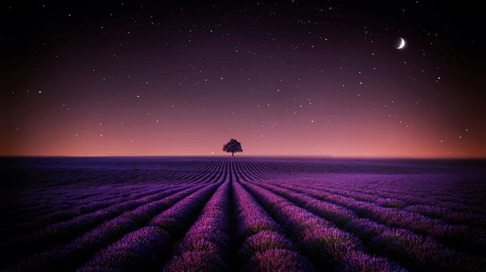 Lavender Field at Night Under a Starry Sky