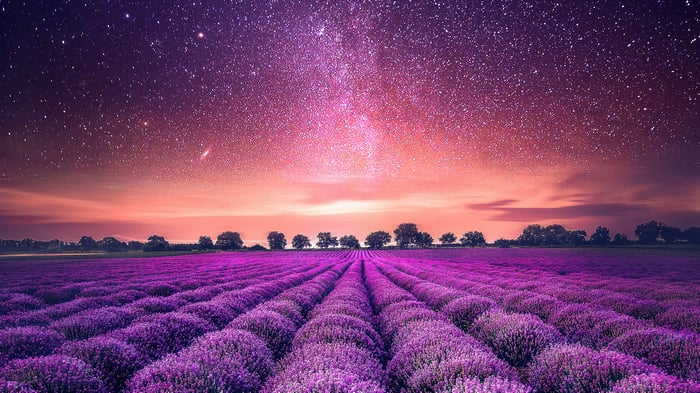 Lavender Field Under a Starry Night Sky 4K