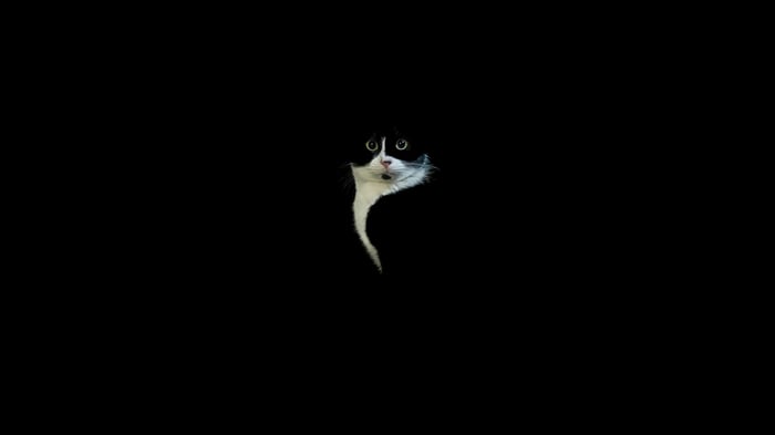 Black and white cat peeking from darkness
