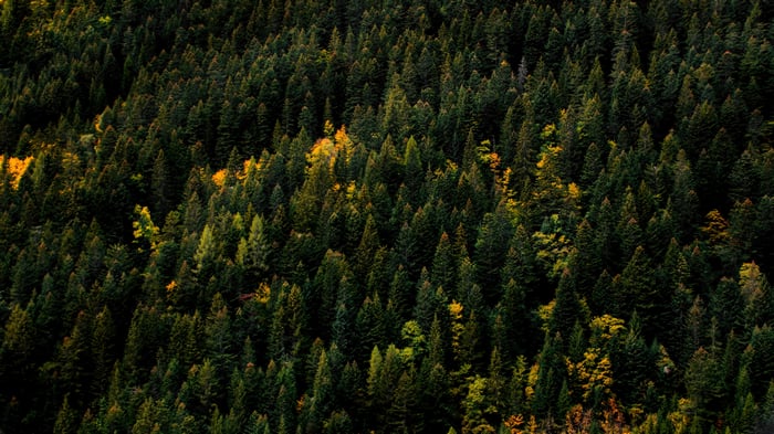 Aerial View of a Dense Forest with Pine Trees