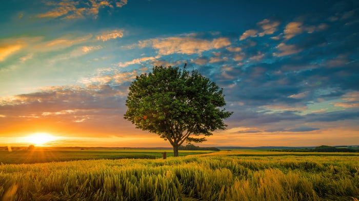 Sunset over a field with a lone tree