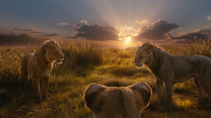 Three lions in a savanna at sunset