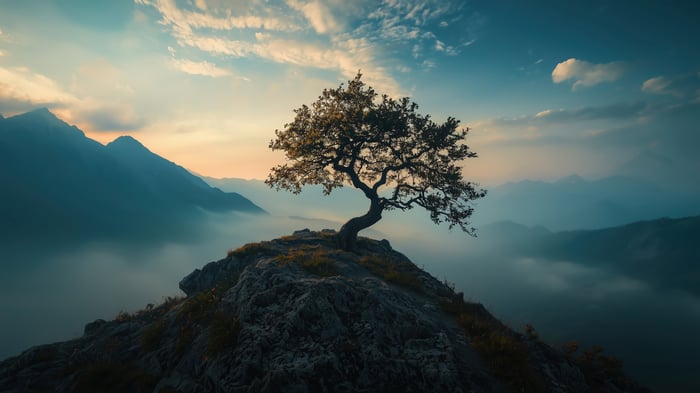 Tree on a rocky mountain peak at sunset 4K
