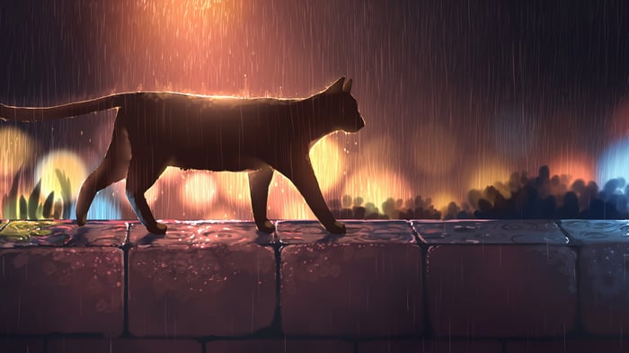 Black cat walking on a wall in the rain