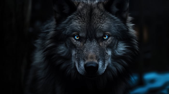 Close-up of a wolf's face with blue eyes