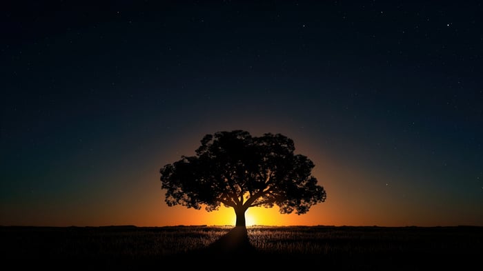Silhouette of a tree against a sunset sky with stars