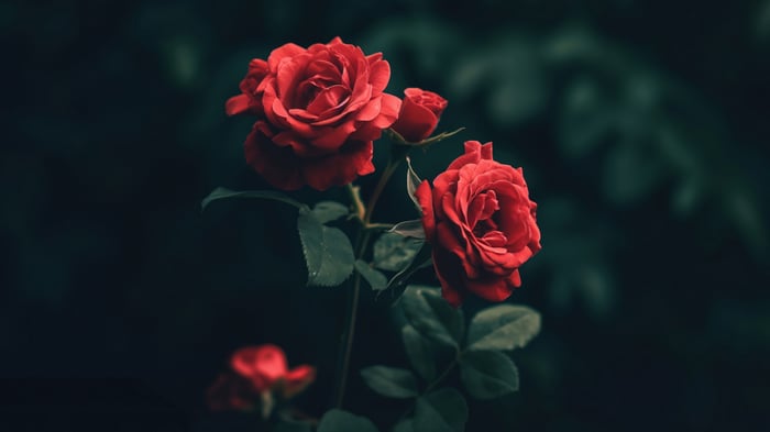 Red Roses 4K