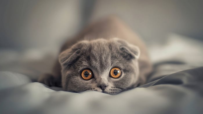 Scottish Fold Cat with Big Orange Eyes
