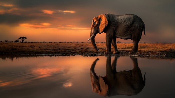 Elephant drinking water at sunset with reflection