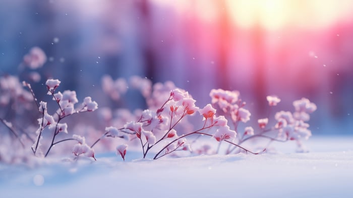 Snow-covered branches with pink and purple light