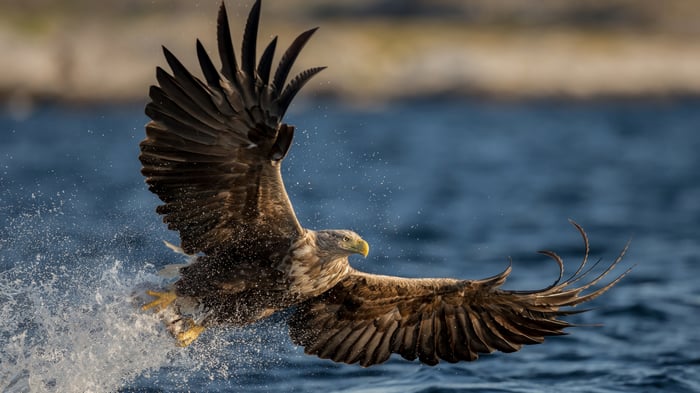 Eagle flying over water with splashes