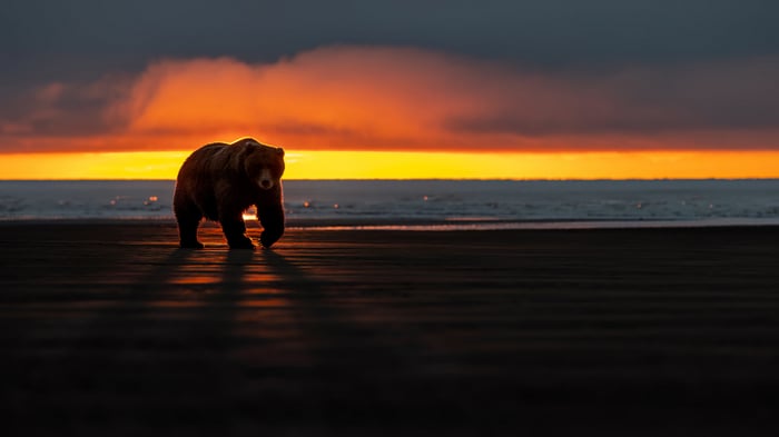 Brown bear walks on a beach at sunset 4K
