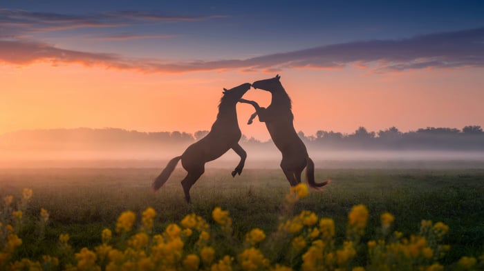 Two horses play at sunset with flowers