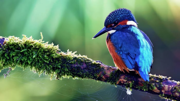 Kingfisher perched on a mossy branch in 4K