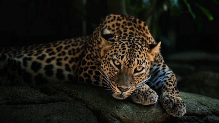 Leopard resting on a rock in 4K
