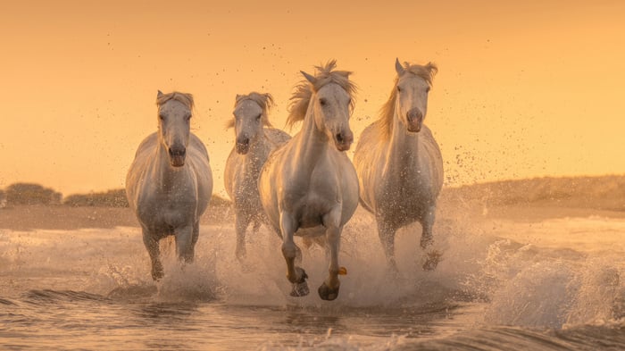 Four white horses running through water at sunset