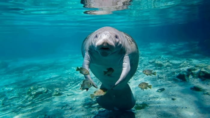 Manatee and fish underwater in 4K