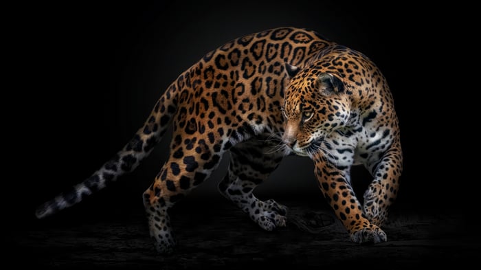 Jaguar in 4K