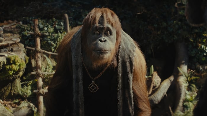 Kingdom of the Planet of the Apes 4K