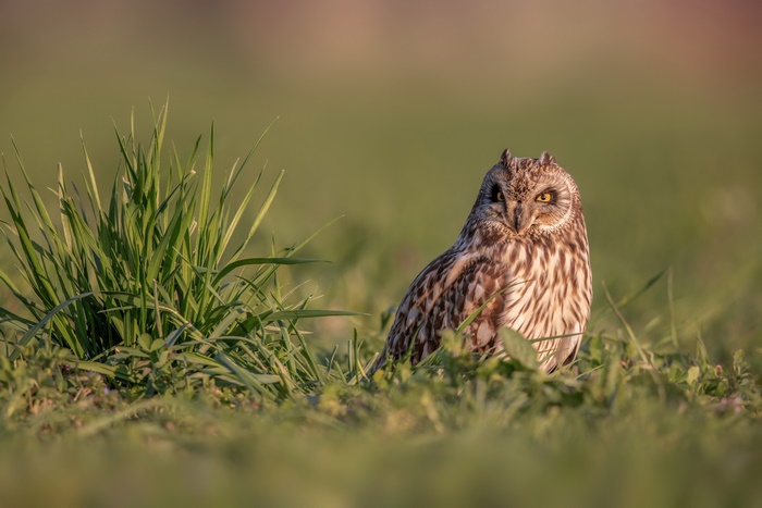 Short-eared Owl in tall grass