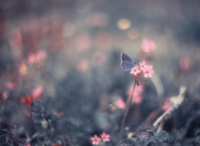 Blue butterfly on pink flowers