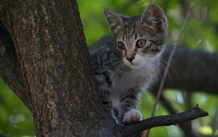 Curious Kitten Perched on a Tree Branch