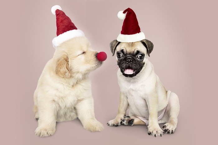 Labrador Retriever Puppy and Pug Wearing Santa Hats