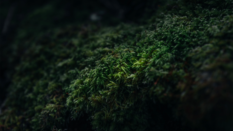 Close-up of green moss in a gloomy forest