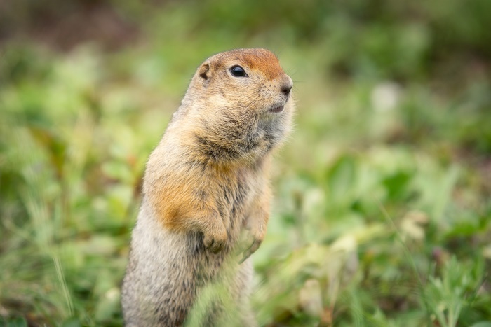 A gopher stands alert in a grassy field