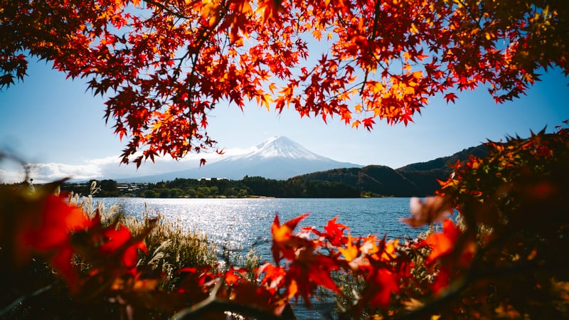 Mount Fuji and autumn leaves over a lake