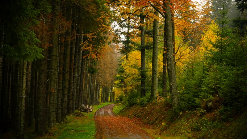 Autumn forest road with colorful foliage