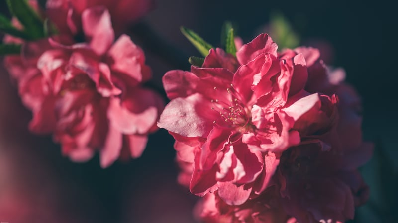 Close-up of pink peach blossoms in spring