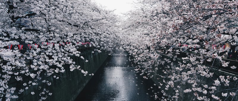 Cherry blossoms overhang a narrow canal in Japan