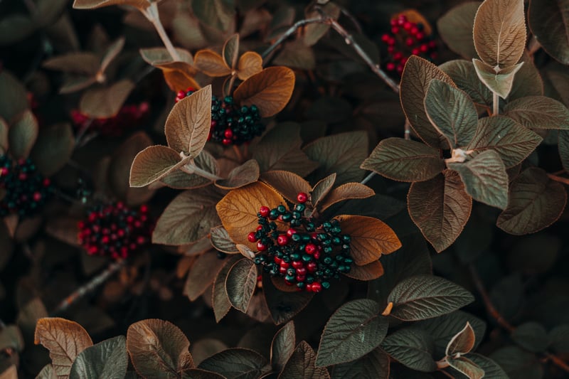 Close-up of red and green berries on a plant