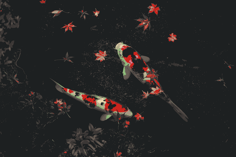 Two Koi fish swim among fallen red leaves