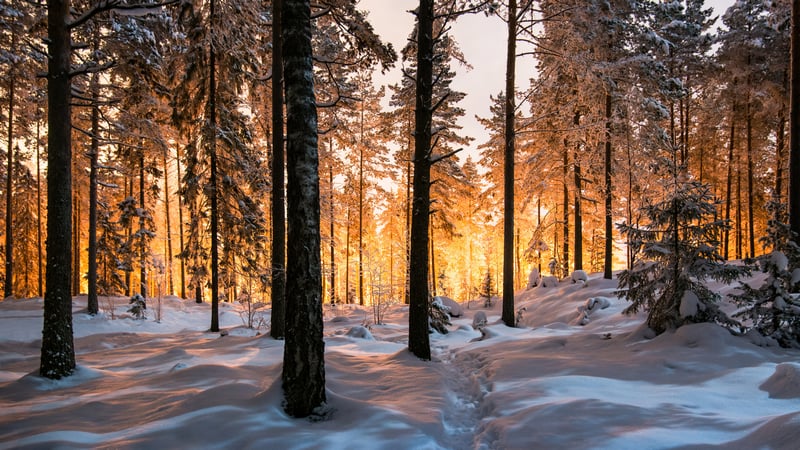 Snowy forest trail with golden sunset light