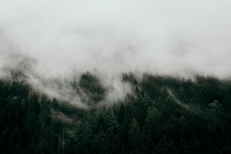 Misty forest with dark green trees