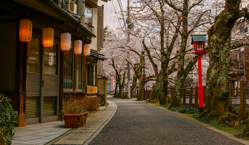 Street lined with cherry blossoms and traditional buildings